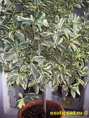 ���������� �������������