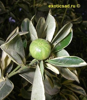 ������ ���� �����������