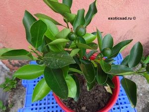 ���������� � ������