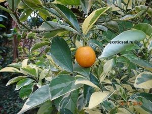 ���� �����������