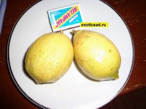 ����� ������ - �����