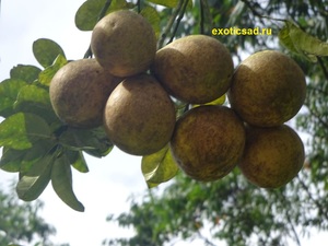 ������������ ������