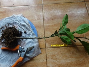 ������� ������