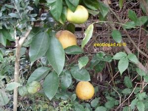 ��������� ����� ������