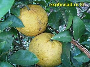 ��������� ����� ���������