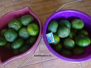 �������� �������, ������