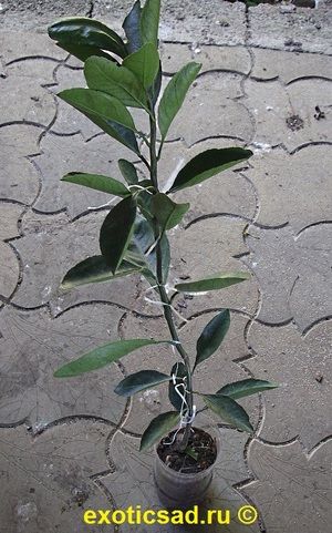 �������� ������-���� �������