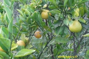 �������� �������-����