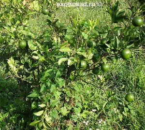 �������� �������-����