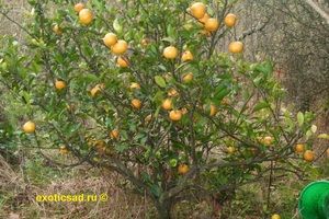 ���� ��������� �������-���� � ������