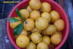 �������� �������-���� �����