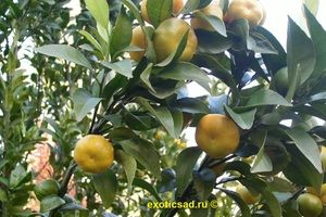 �������� ���� �����