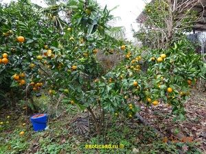 �������� �����