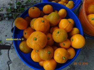 �������� �����, ������