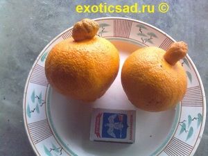 �������� ���������, 2015�