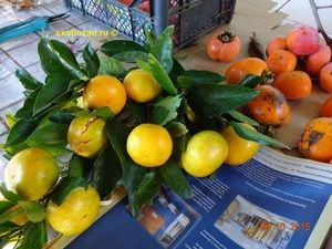 �������� ���������