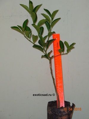 ������� ���������