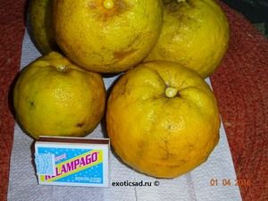 �������� ����� ������� ����