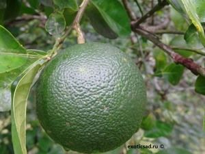 �������� ����� ������� ���� �� ������