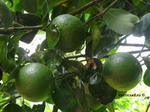 �������� ����� ��������