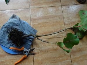 ������� ��������� �����������