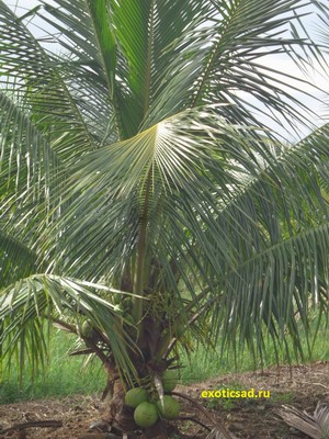 ������������ ������ ���������� ��������� ������