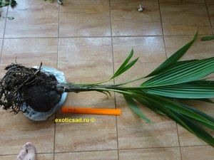 ������� ��������� ������