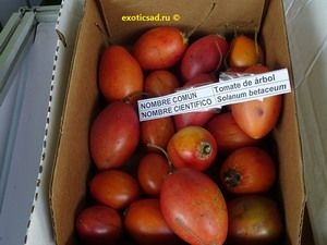 ����� ��������� ������