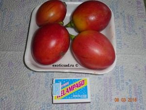 ���� ���������