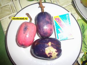 ����� ���������� ����������