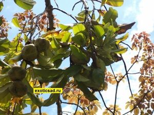 ������������ �������� ���������