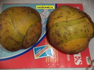 ����� �������� ���������