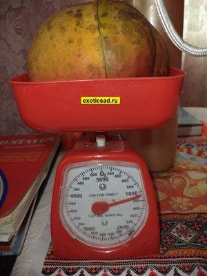 ��� ����� �������� ���������