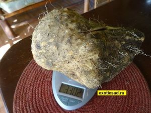 ��� �����������