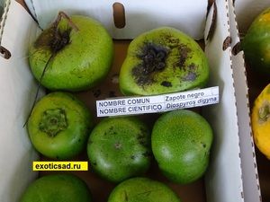 ����� ������ ������