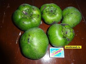 ������ ������ - ������ ������