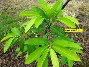 ������� ������ ������