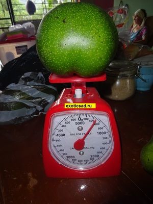 ��� ����� ������ ������