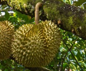 ������ �����������