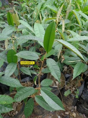 ������� ������� ������� ������������