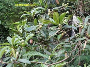 ������� ��������