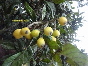 ����� �������� �������