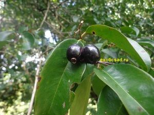 ������� �������������