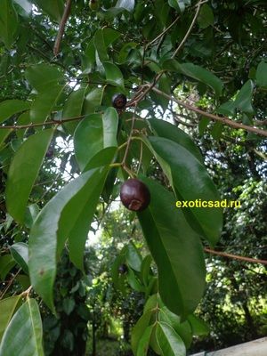 ����� ������� �������������