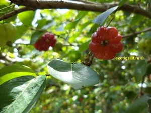 ������� ����������� �����