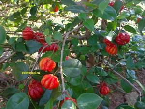 ������� �������