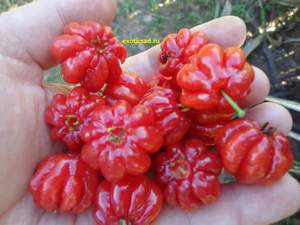 ����� �������