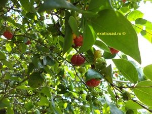 ����� ����������� ����� �� ������