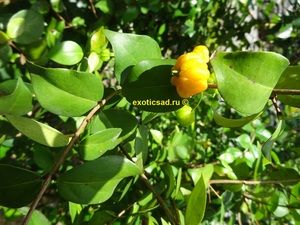 ���� ����� ��������