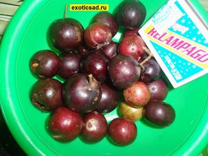 ��������� ��������� - ������ ������